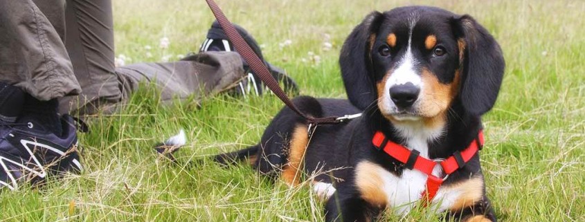Hundeschule Bremerhaven mit Karola Haufe